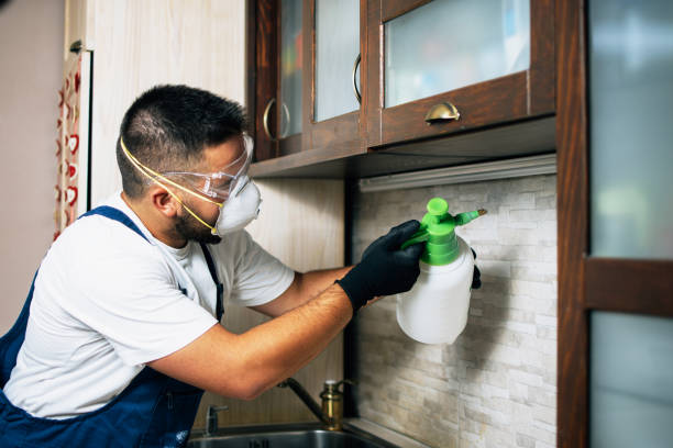 Best Mosquito Control Services  in New London, MN